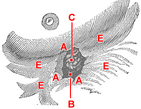wood cut of St. Martin's wound